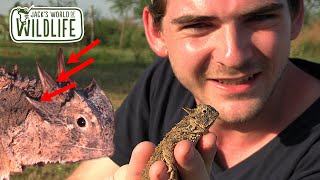 HORNED LIZARDS in TEXAS