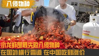 小龙虾是最悲惨的入侵物种，在国外泛滥成灾，在中国被吃到养殖