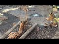 ミンピお母さんに甘える子トラ【‎2025年‎1月26日】【上野動物園】スマトラトラ