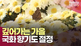 깊어가는 가을, 국화 향기도 절정 ㅣ#헬로tv뉴스