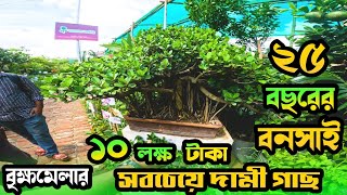 বৃক্ষমেলার সবচেয়ে দামী বনসাই | বনসাই গাছের দাম | Bonsai Tree | বনসাই গাছ | বৃক্ষমেলা ২০২৩ | Brikkho