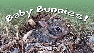 Baby Bunnies In The Garden: They Grow Up So Fast