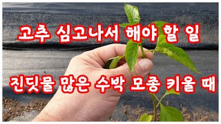 고추 정식 후 해야할 일, 진딧물 많은 수박 모종 키울 때