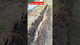 Cow dung cakes #cowdungproducts #cowdung #cowdungcakes