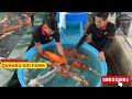 Lô cá siêu to khổng lồ tại Thế Giới Cá Koi Nhật -Quhaku Koi Farm!!! #cachepnhat #quhakukoifarm #koi