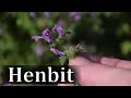 How to Identify Henbit - Lamium amplexicaule