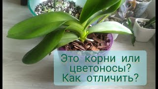 Как отличить цветонос орхидеи от корня? На самом деле это очень просто!