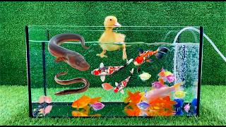 Find colorful eggs, baby duck ducklings, koi, angelfish, betta fish, goldfish, glofish tetra, parrot