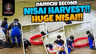 DAINICHI NISAI SECOND HARVEST!!