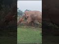 Angry Elephant Attack 😡😡 😱😱😱 #elephantattack #wildelephant #elephant #forest #attack #elephantvideo