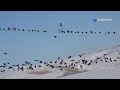 Why Do Birds Migrate? | Secrets of Bird Migration