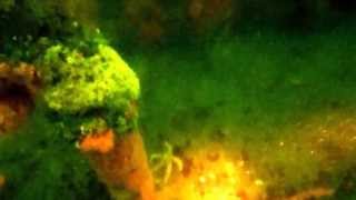 Diving Ruby E HD From Marissa Dive Charter