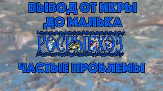 Вывод икры до грамма. Радужная форель. инкубационный период.