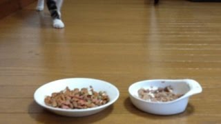 子猫ちゃんは、猫缶、カリカリ、どっちから行くか？