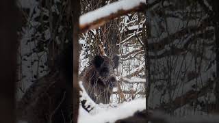 Vaddisznó. #wildlife_of_gemenc #gemencipillanatok