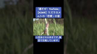 【ASMR】ウズラカメムシの「恋愛」の音 #insects #虫の音 #bug #asmr #asmr #交尾の音 #昆虫 #mating #korea