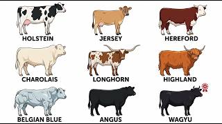 Every Cattle Breed Ranked By Price