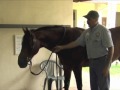 horse massage release tension in the neck shoulders withers junction