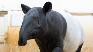 【東山動植物園公式】コモレ来園 《 マレーバク　バク 》