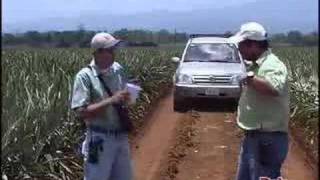 DOLE Pineapple Growing and Harvesting