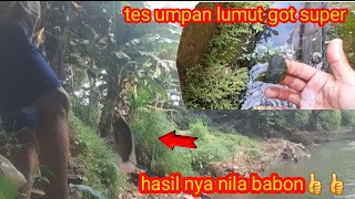 Cara mencari LUMUT GOT super buat mancing nila,langsung tes‼️Hasil nya luar biasa👍 #umpanlumut