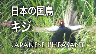 【野鳥観察】日本の国鳥キジのホロ打ち / Japanese Pheasant / Phasianus versicolor