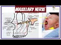 MAXILLARY NERVE AND ITS BRANCHES | Simple way to remember