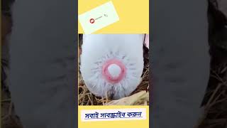 হাঁস কিভাবে ডিম পারে হাঁসের কি কতটুকু কষ্ট হয় এই ভিডিওটিতেই দেখুন #হাঁস 🦆