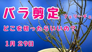 #バラ #剪定 どこ切ったらいいの？　#ローズなかしま　#フェリーチェ　2025年1月29日