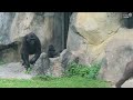 小金剛ringo成功拿走哥哥的樹枝baby gorilla ringo successfully took away his brother s branch