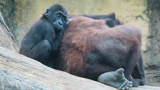 小金剛Ringo成功拿走哥哥的樹枝Baby gorilla Ringo successfully took away his brother's branch