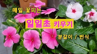 매일 꽃피는 일일초키우기,분갈이,삽목,씨앗번식법을 소개합니다. How to grow & care vinca/ madagascar periwinkle.