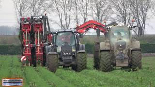 Wortels rooien met Valtra + Dewulf / Wurzeln Ernte | Carrot Harvest / Flevopolder | NL