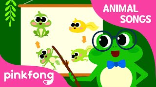 Frog Transformation Dance | Animal Songs | Learn Animals | Pinkfong Animal Songs for Children