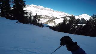 Chevreuils red, Varosses (black), Combloux - La Giettaz, France - 01/2022