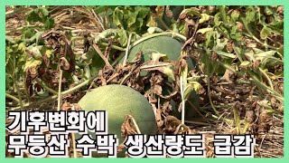 기후변화에 무등산 수박 생산량도 급감