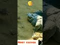 most clever cat ever 😱😱😱 shorts animals