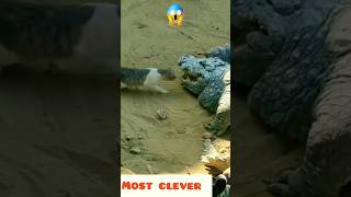 Most clever cat ever 😱😱😱 #shorts #animals