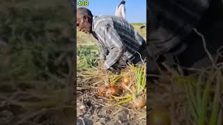 Ide cerdas sederhana Seorang petani yang sedang memanen bawang bombai dengan penuh semangat #shorts