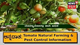 ಅನ್ನದಾತ | Tomato Diseases \u0026 Pest Prevention Information | June 27, 2018