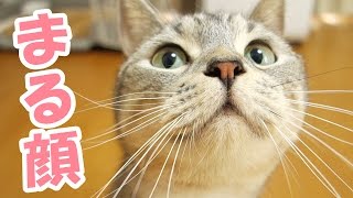 【猫 かわいい】顔が丸過ぎてかわいい猫　- the cute cat with the round face -