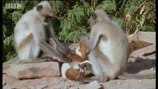 Monkeys play with cute puppy - Monkey Warriors - BBC animals