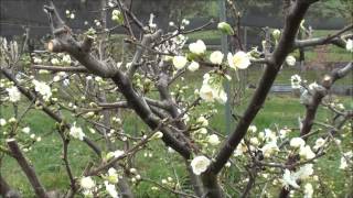 How to prune Plum trees