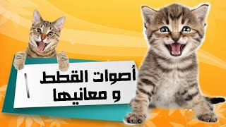 أهم 10 أصوات عند القطط ومعانيها