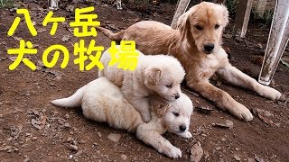 八ヶ岳犬の牧場-2018年秋-見学記