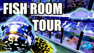 MY CRAZY FISH ROOM TOUR ~ FRESHWATER STINGRAY UPGRADE!