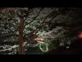 4k 京都の花見・桜開花情報2014 和らぎの道・夜桜ライトアップ 4 4 kyoto cherryblossom