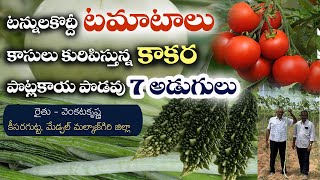 E201 |టన్నులకొద్దీ టమోటాలు, 7 అడుగుల పైనే పొట్లకాయలు|#gramabazaar | #tomato| 833 1800 100