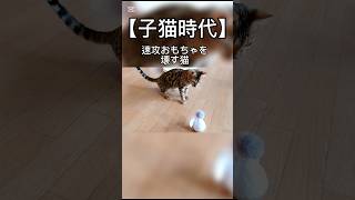 【子猫時代】速攻おもちゃを壊す猫 #猫 #子猫 #猫動画 #猫のいる暮らし #ベンガル #cat #fyp  #shorts #short