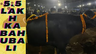 5.5 लाख का बाहुबली । 5.5 Lakh ka bahubali 🦬🐃